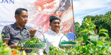 BI Kaltara bersama Pemprov dan Pemkab Bulungan Panen dan Tanam Perdana Cabai