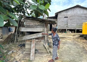 Beruang Hitam Ganggu Warga Tanah Lia, Makan Ayam Peliharaan dan Bongkar Rumah