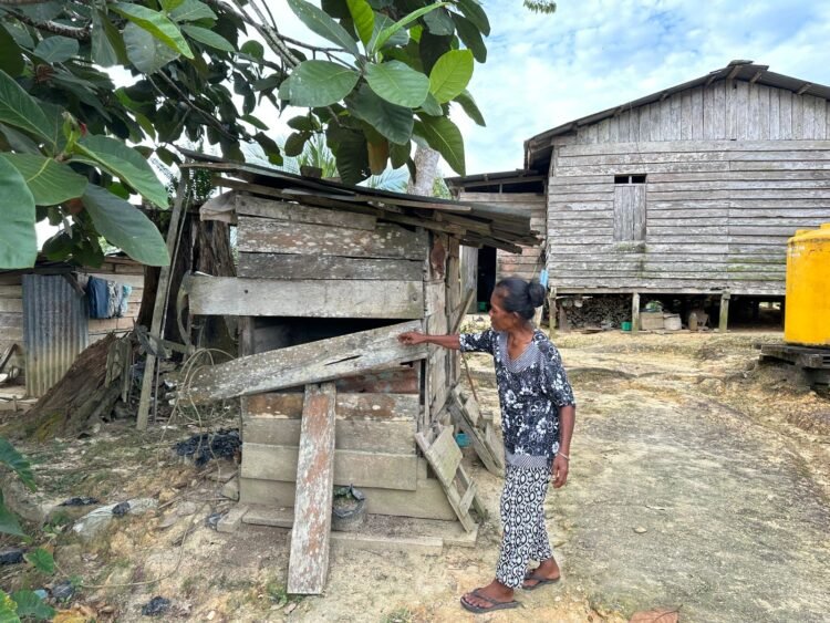 Beruang Hitam Ganggu Warga Tanah Lia, Makan Ayam Peliharaan dan Bongkar Rumah