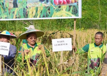 Panen Padi Gogo, Wagub Ingkong Dukung Penuh Swasembada Pangan