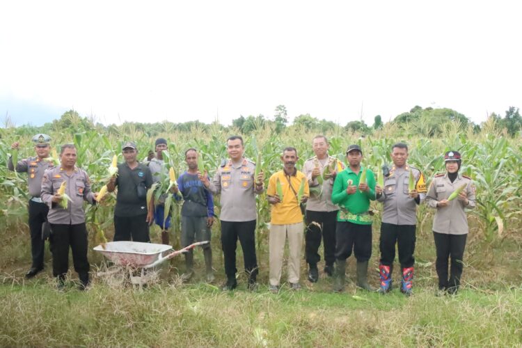 Panen Jagung Polres Tarakan Sebagai Bentuk Dukungan Asta Cita Presiden RI