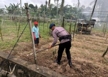 Detasemen Gegana Satbrimob Polda Kaltara Dukung Ketahanan Pangan Dengan Budidaya Kangkung