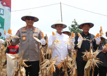 Panen Raya Jagung Kuartal III di Tarakan, Sinergi Ketahanan Pangan Kalimantan Utara