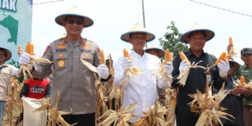 Panen Raya Jagung Kuartal III di Tarakan, Sinergi Ketahanan Pangan Kalimantan Utara