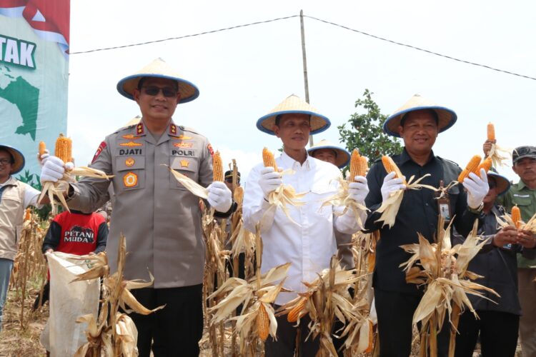Panen Raya Jagung Kuartal III di Tarakan, Sinergi Ketahanan Pangan Kalimantan Utara