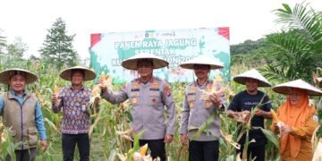 Serentak Diseluruh Indonesia, Kapolda Kaltara Pimpin Langsung Panen Raya Jagung di Desa Antutan