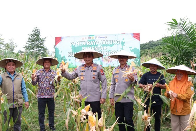 Serentak Diseluruh Indonesia, Kapolda Kaltara Pimpin Langsung Panen Raya Jagung di Desa Antutan