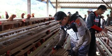 Dukung Ketahanan Pangan, Kapolda dan Wakapolda Kaltara Tinjau Budidaya Ayam Petelur di Desa Tanjung Agung