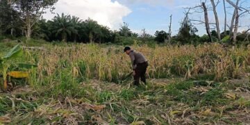 Dukung Program Ketahanan Pangan Nasional, Personil Polda Kaltara Berpartisipasi Laksanakan Perawatan Lahan Pertanian