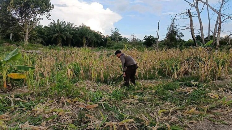 Dukung Program Ketahanan Pangan Nasional, Personil Polda Kaltara Berpartisipasi Laksanakan Perawatan Lahan Pertanian