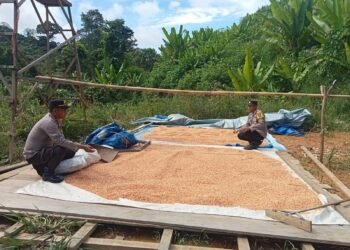 Diharapkan Jadi Sumber Pangan Alternatif, Kapolsek Mentarang Tinjau Kebun Warga
