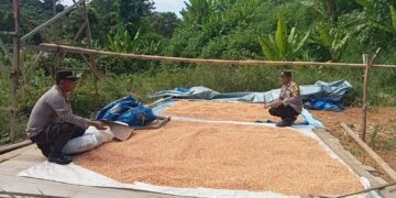 Diharapkan Jadi Sumber Pangan Alternatif, Kapolsek Mentarang Tinjau Kebun Warga