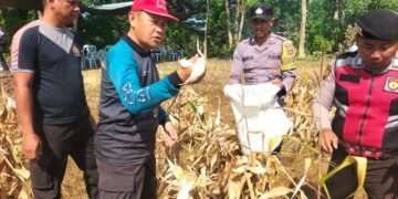 Jadi Perhatian Polri, Bhabinkamtibmas Desa Bambangan Dampingi Petani Jagung
