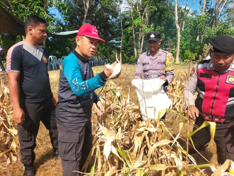 Jadi Perhatian Polri, Bhabinkamtibmas Desa Bambangan Dampingi Petani Jagung